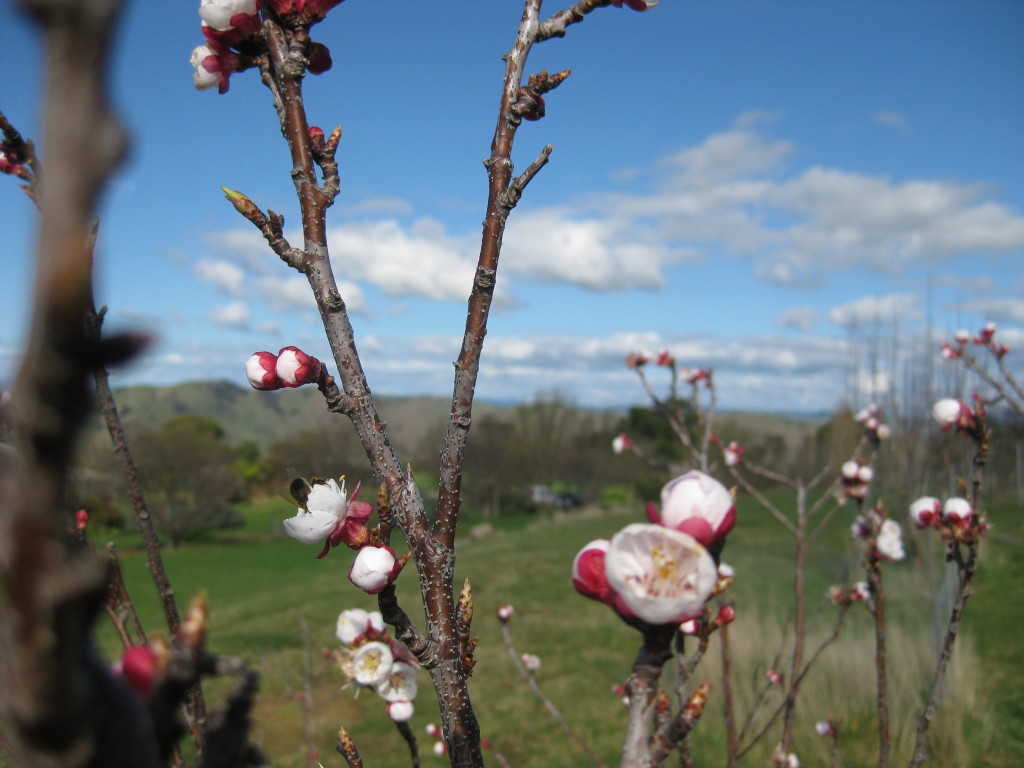 flower blossoms on tree at Clearview Retreat