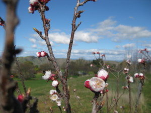 flower blossoms on tree at Clearview Retreat